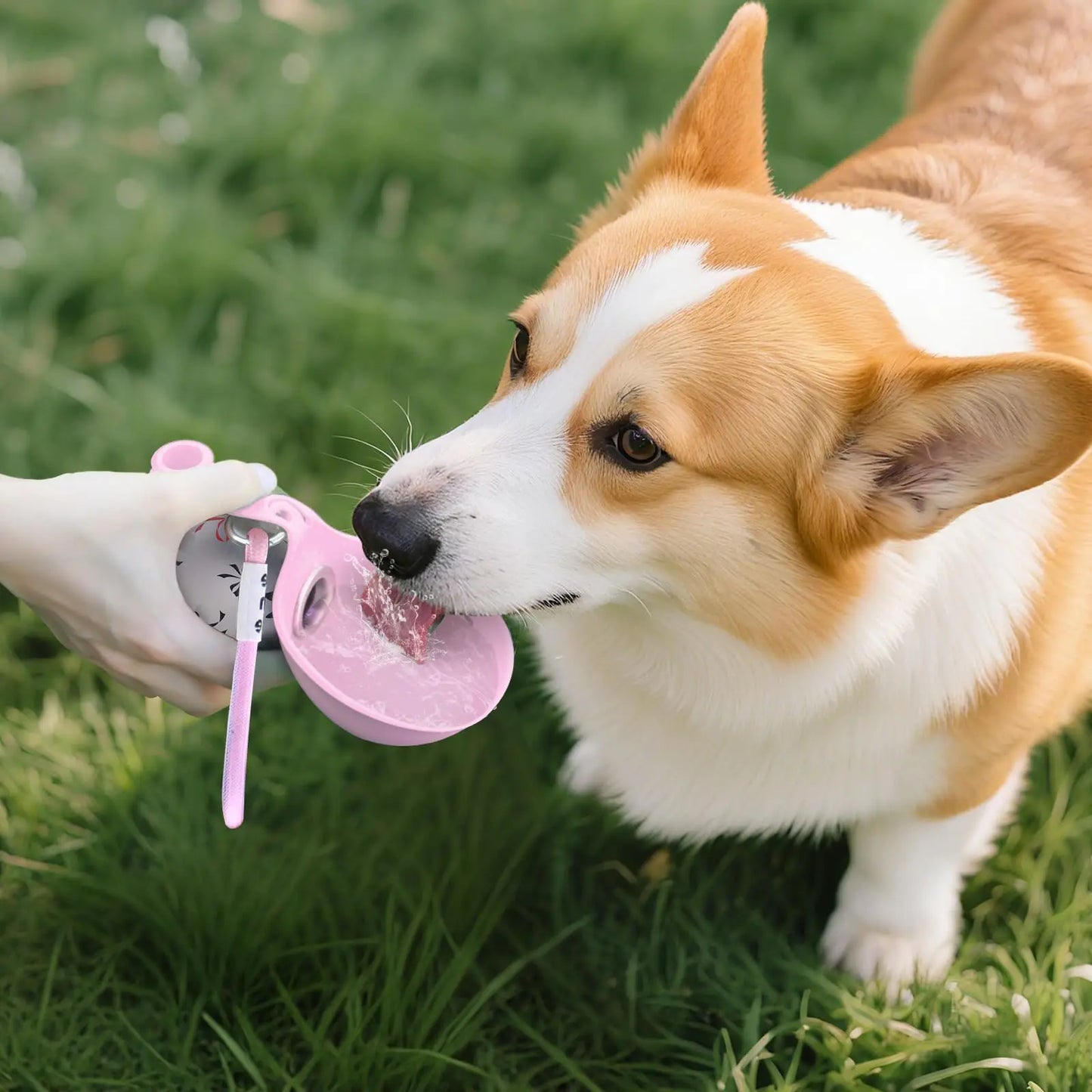 Gourde 2 en 1 portable pour petits chiens — acier inoxydable, sans fuite et compacte