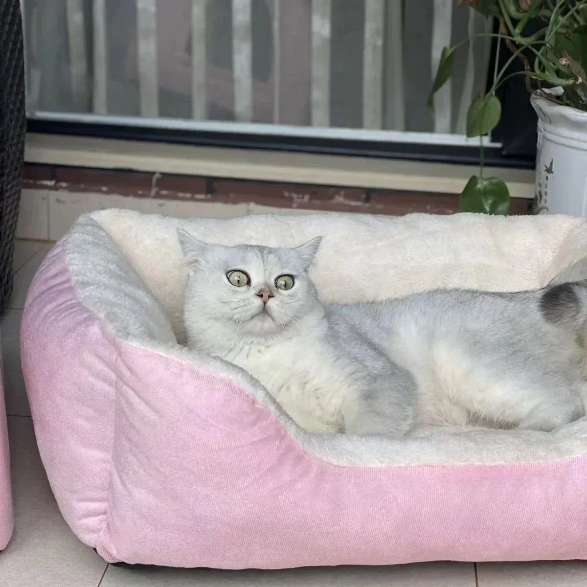 Cats Bed Dog Mat Beds Goods Pet Puppy Accessories All Products Kitten Cushions Things Accessory Houses Habitats House Supplies